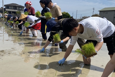 田植え体験