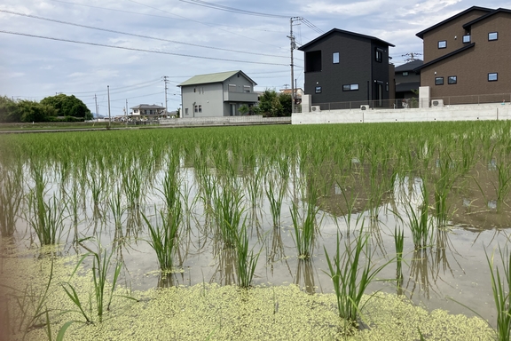 米