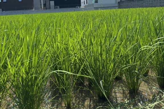 お米