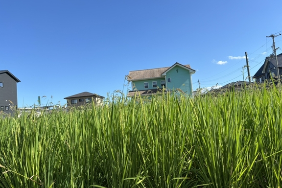 お米