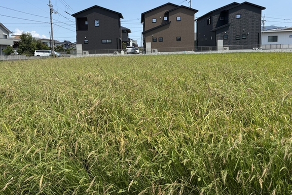 お米