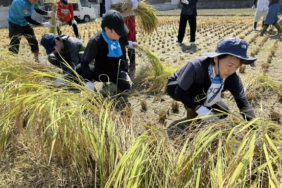 稲刈り