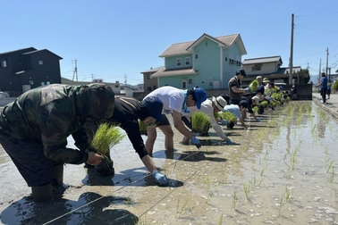 田植え2026