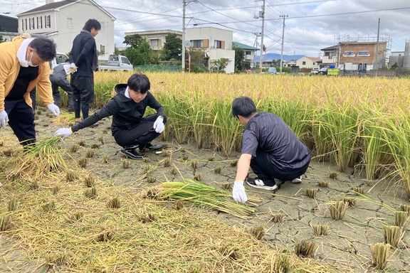 稲刈り2026